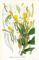 Lemaire Chromolithograph 1851 Hedychium - Panteek Antique Prints