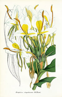 Lemaire Chromolithograph 1851 Hedychium - Panteek Antique Prints