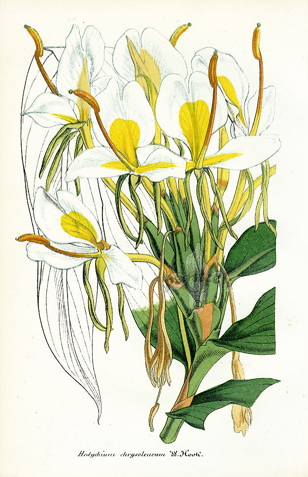 Lemaire Chromolithograph 1851 Hedychium