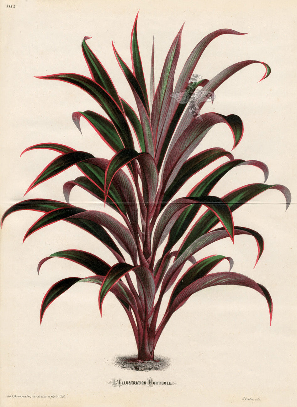 Lemaire Chromolithograph 1851 Horticole