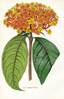 Lemaire Chromolithograph 1851 Ixora gri. - Panteek Antique Prints