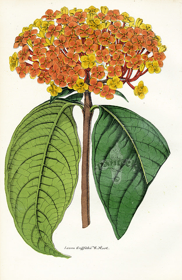 Lemaire Chromolithograph 1851 Ixora gri.