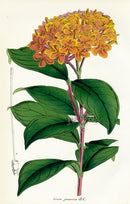 Lemaire Chromolithograph 1851 Ixora jav. - Panteek Antique Prints