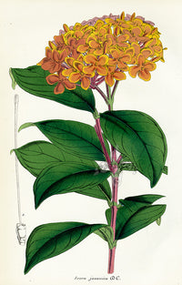 Lemaire Chromolithograph 1851 Ixora jav. - Panteek Antique Prints