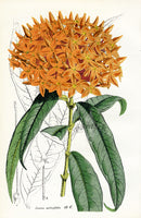 Lemaire Chromolithograph 1851 Ixora Sal. - Panteek Antique Prints