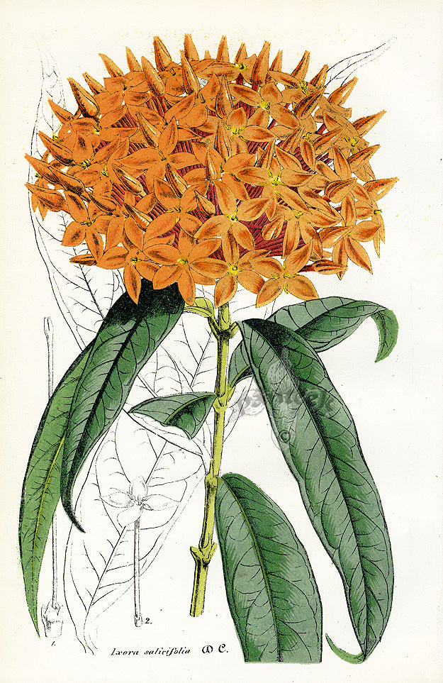 Lemaire Chromolithograph 1851 Ixora Sal.