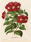 Lemaire Chromolithograph 1851 Lasiandra - Panteek Antique Prints