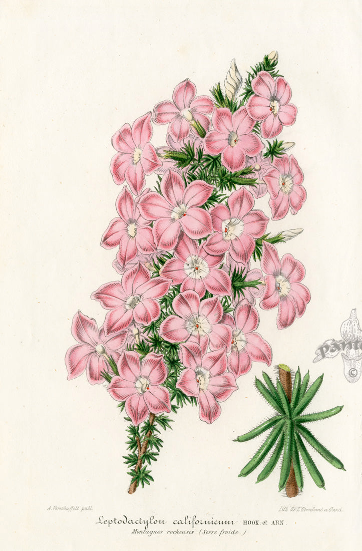 Lemaire Chromolithograph 1851 Leptodactylou