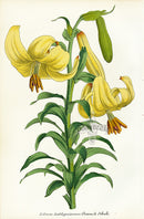 Lemaire Chromolithograph 1851 Lilium - Panteek Antique Prints