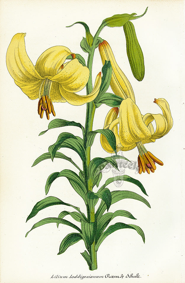 Lemaire Chromolithograph 1851 Lilium