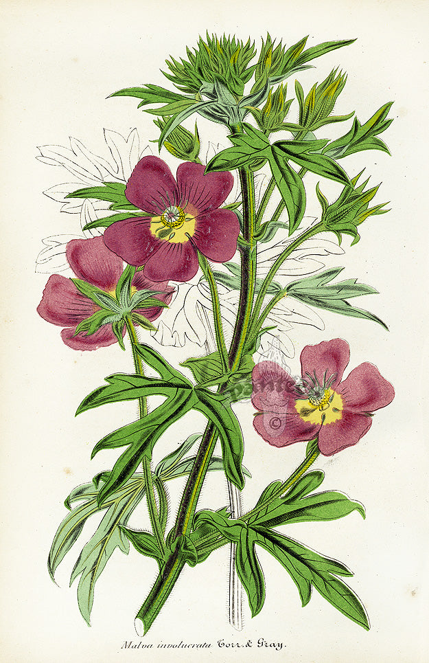 Lemaire Chromolithograph 1851 Malva