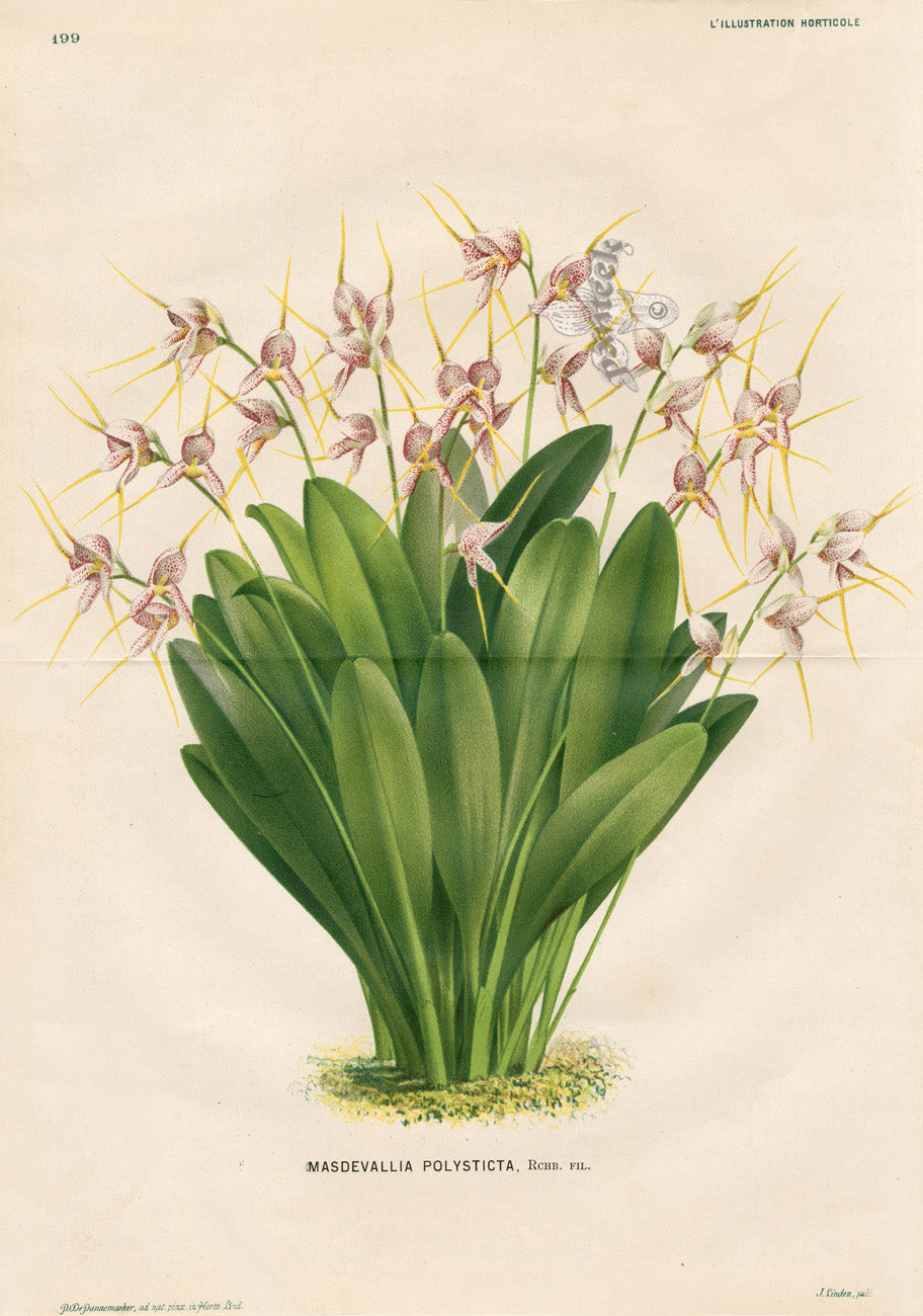 Lemaire Chromolithograph 1851 Masdevallia