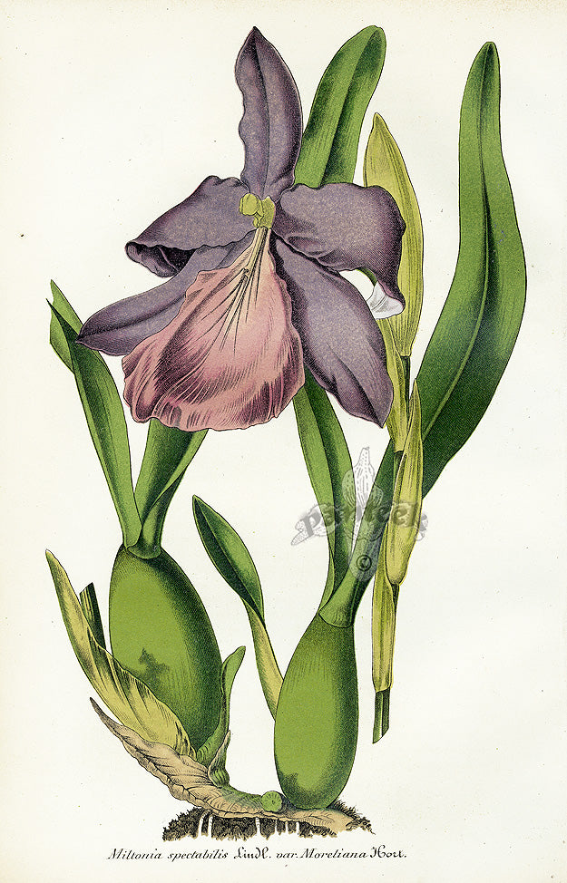 Lemaire Chromolithograph 1851 Miltonia
