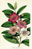 Lemaire Chromolithograph 1851 Myrtus - Panteek Antique Prints