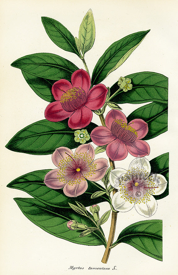 Lemaire Chromolithograph 1851 Myrtus