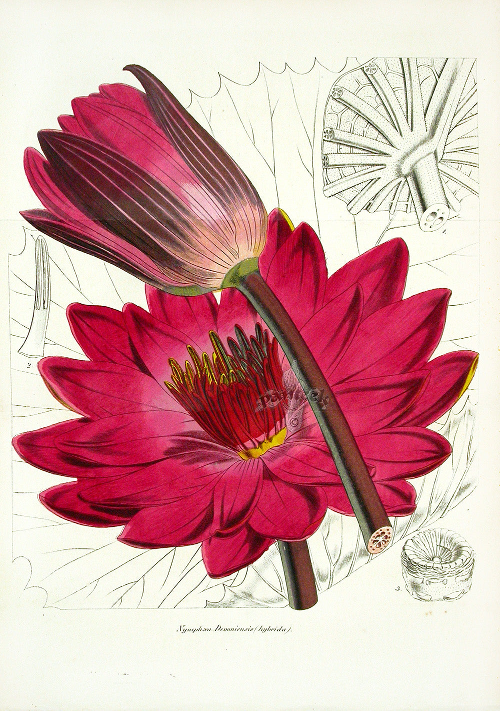 Lemaire Chromolithograph 1851 Nymphaea