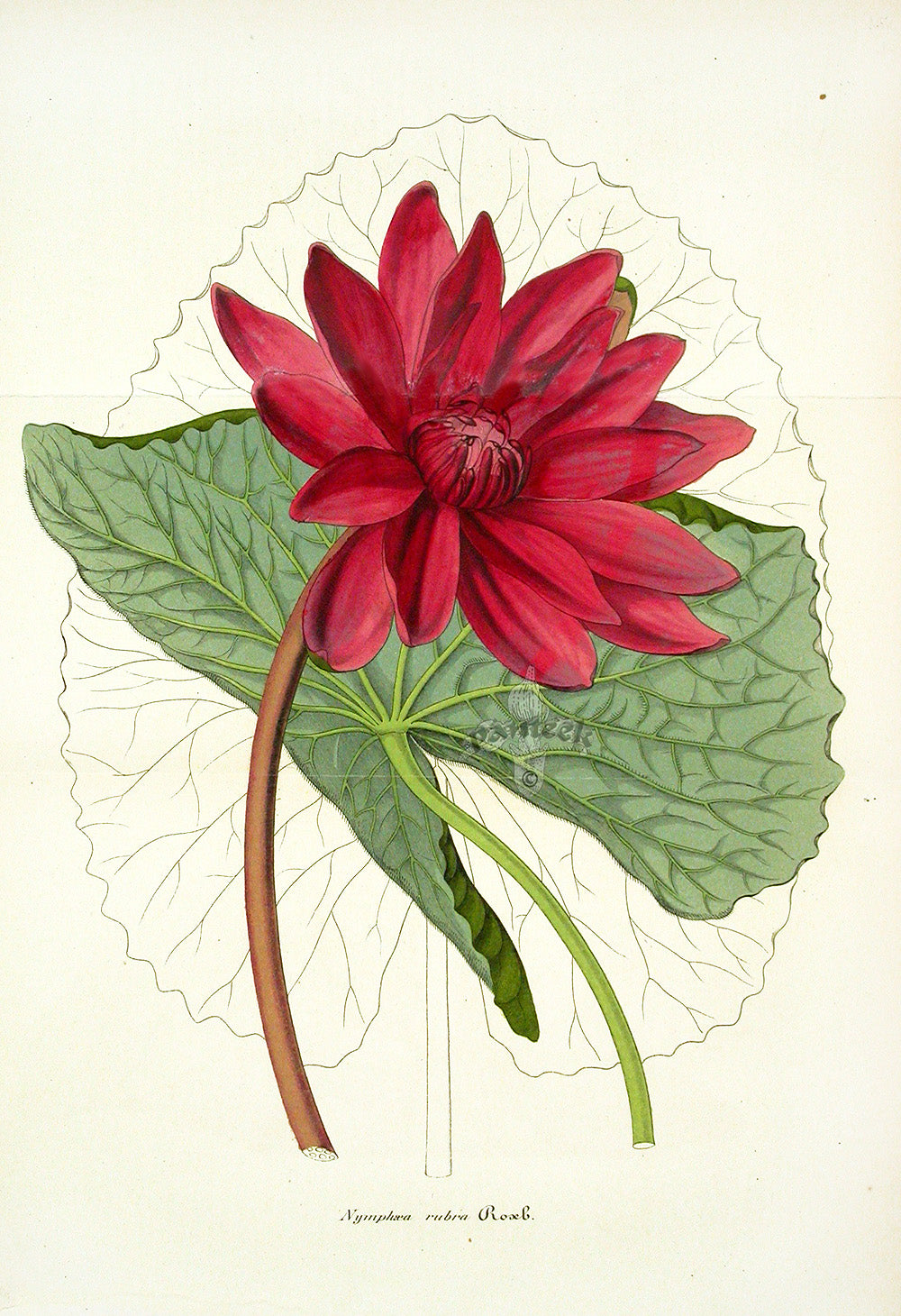 Lemaire Chromolithograph 1851 Nymphaea rubra