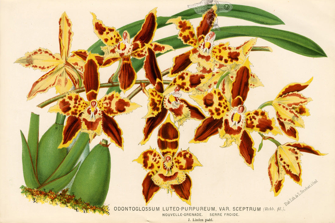 Lemaire Chromolithograph 1851 Odontoglossum