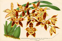 Lemaire Chromolithograph 1851 Odontoglossum - Panteek Antique Prints