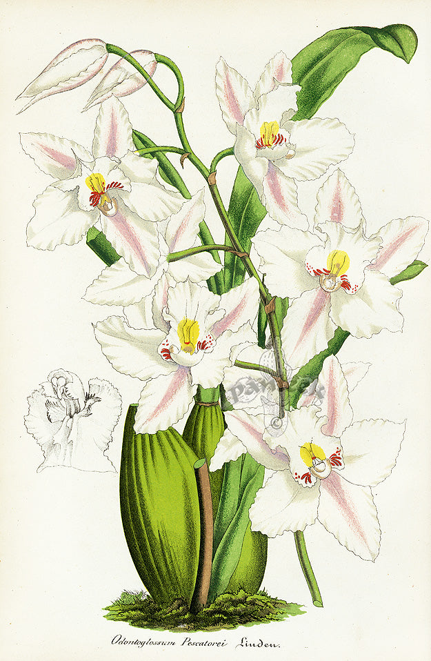 Lemaire Chromolithograph 1851 Odontoglossum Pes.