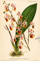Lemaire Chromolithograph 1851 Oncidium - Panteek Antique Prints