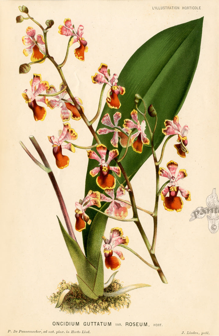 Lemaire Chromolithograph 1851 Oncidium