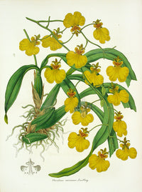 Lemaire Chromolithograph 1851 Oncidium var. - Panteek Antique Prints