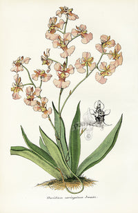 Lemaire Chromolithograph 1851 Oncidium variegatum - Panteek Antique Prints
