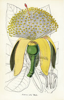 Lemaire Chromolithograph 1851 Pachira alba - Panteek Antique Prints