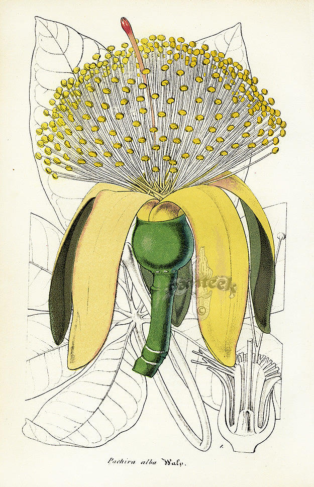 Lemaire Chromolithograph 1851 Pachira alba