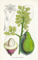 Lemaire Chromolithograph 1851 Persea - Panteek Antique Prints