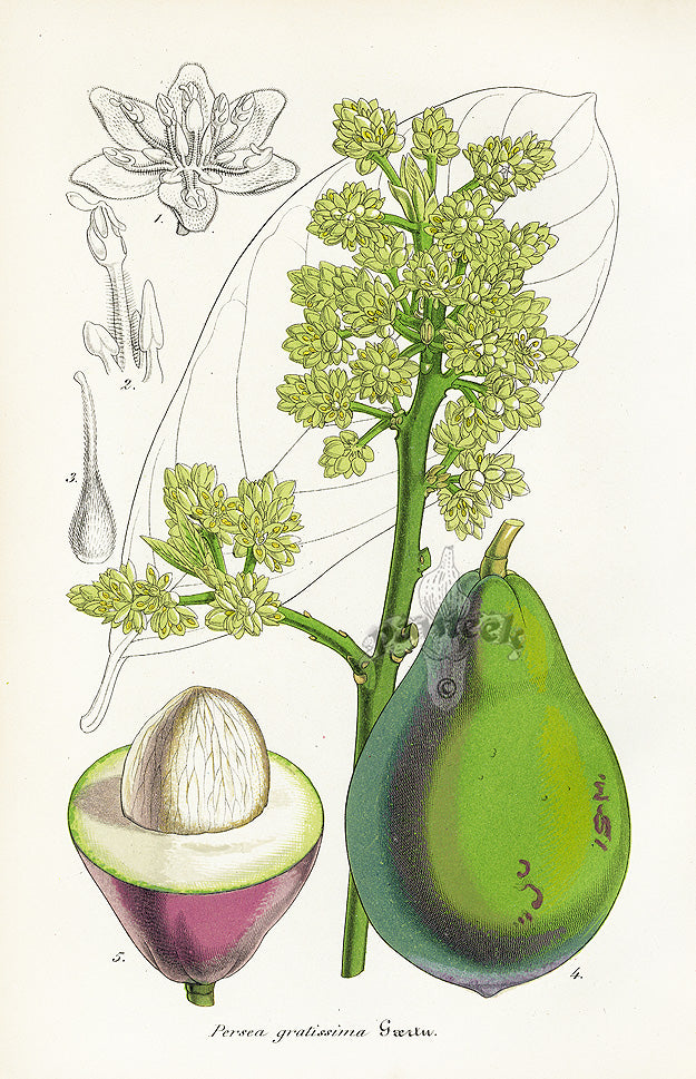 Lemaire Chromolithograph 1851 Persea