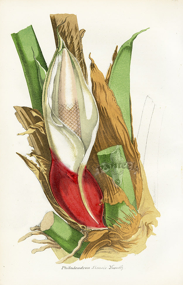 Lemaire Chromolithograph 1851 Philodendron