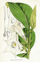 Lemaire Chromolithograph 1851 Portlandia - Panteek Antique Prints