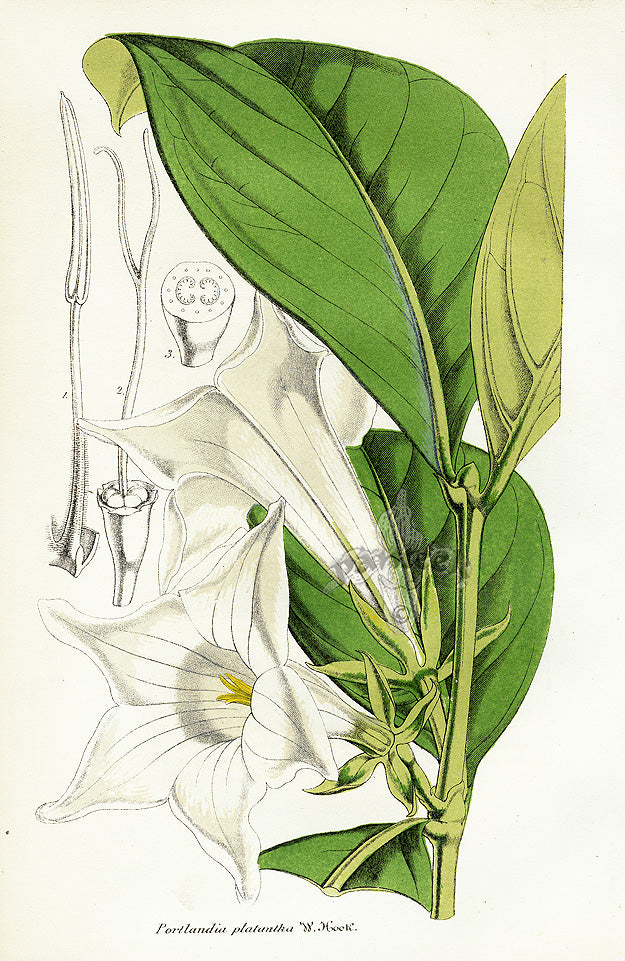 Lemaire Chromolithograph 1851 Portlandia