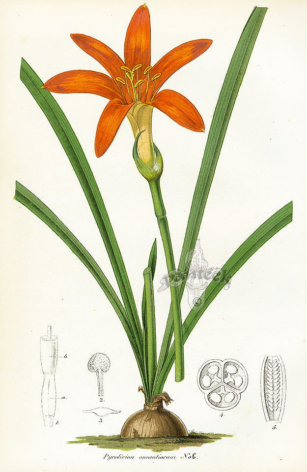 Lemaire Chromolithograph 1851 Pyrolirion