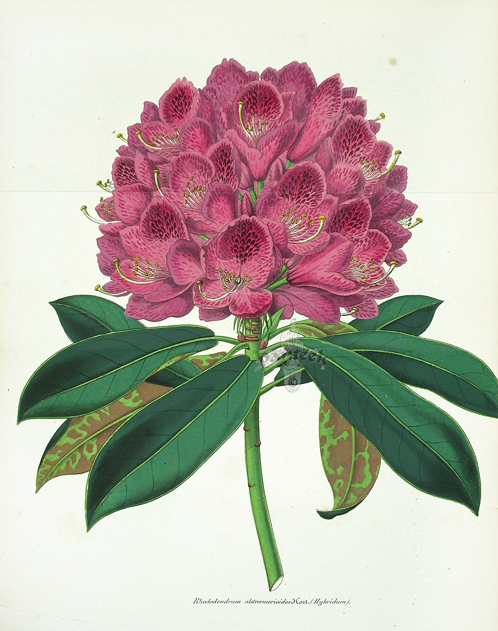 Lemaire Chromolithograph 1851 Rhododendrum als.