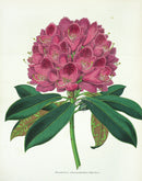 Lemaire Chromolithograph 1851 Rhododendrum als. - Panteek Antique Prints