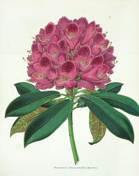 Lemaire Chromolithograph 1851 Rhododendrum als. - Panteek Antique Prints