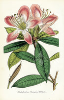 Lemaire Chromolithograph 1851 Rhododendrum cha. - Panteek Antique Prints