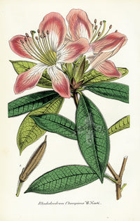 Lemaire Chromolithograph 1851 Rhododendrum cha. - Panteek Antique Prints
