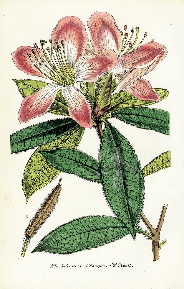 Lemaire Chromolithograph 1851 Rhododendrum cha.