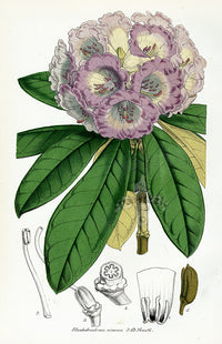 Lemaire Chromolithograph 1851 Rhododendrum niv. - Panteek Antique Prints