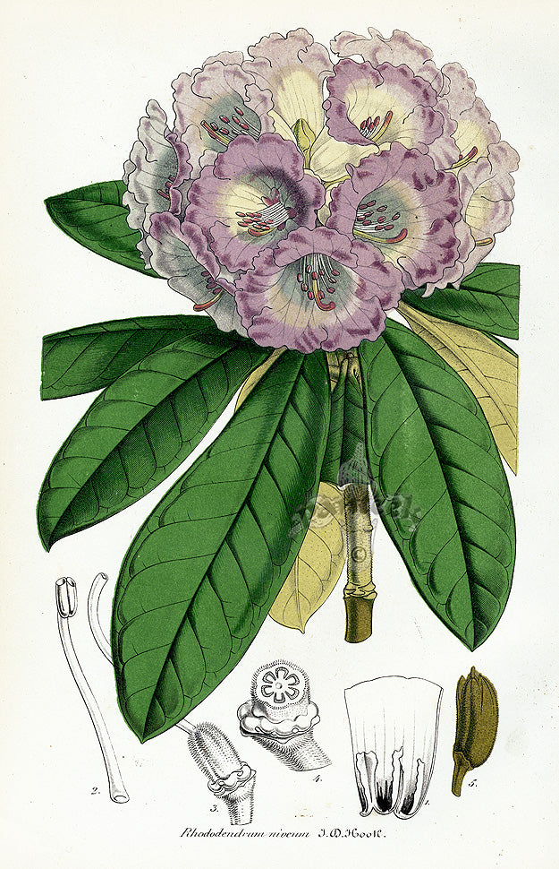 Lemaire Chromolithograph 1851 Rhododendrum niv.