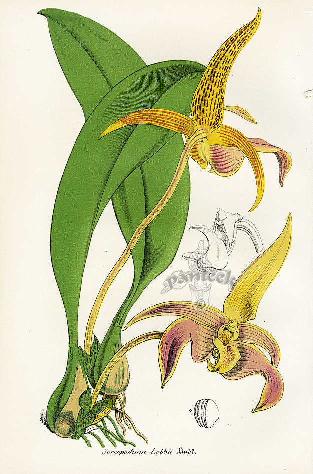 Lemaire Chromolithograph 1851 Sareopodium
