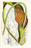 Lemaire Chromolithograph 1851 Sauromatum - Panteek Antique Prints