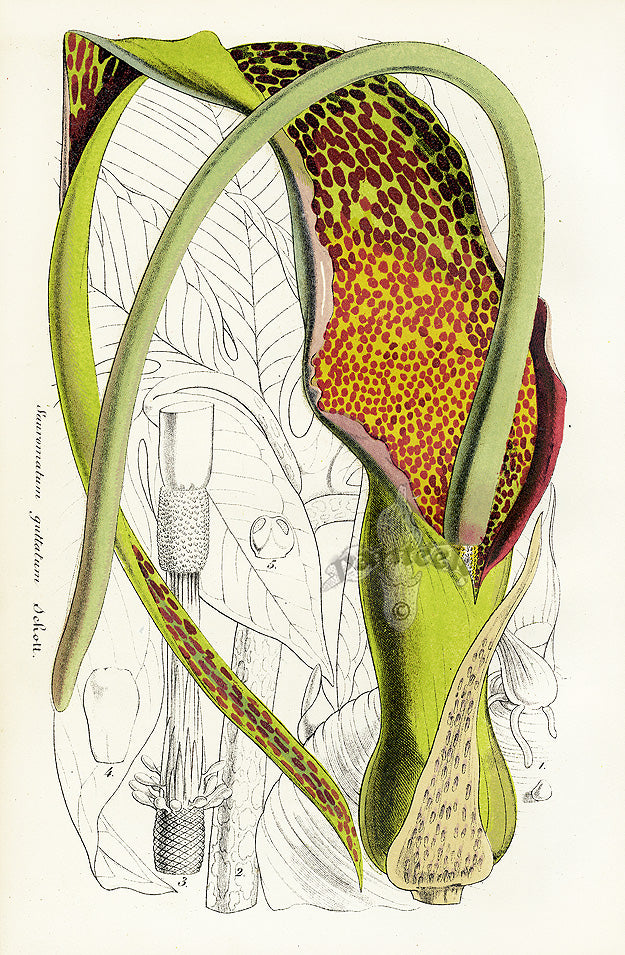 Lemaire Chromolithograph 1851 Sauromatum