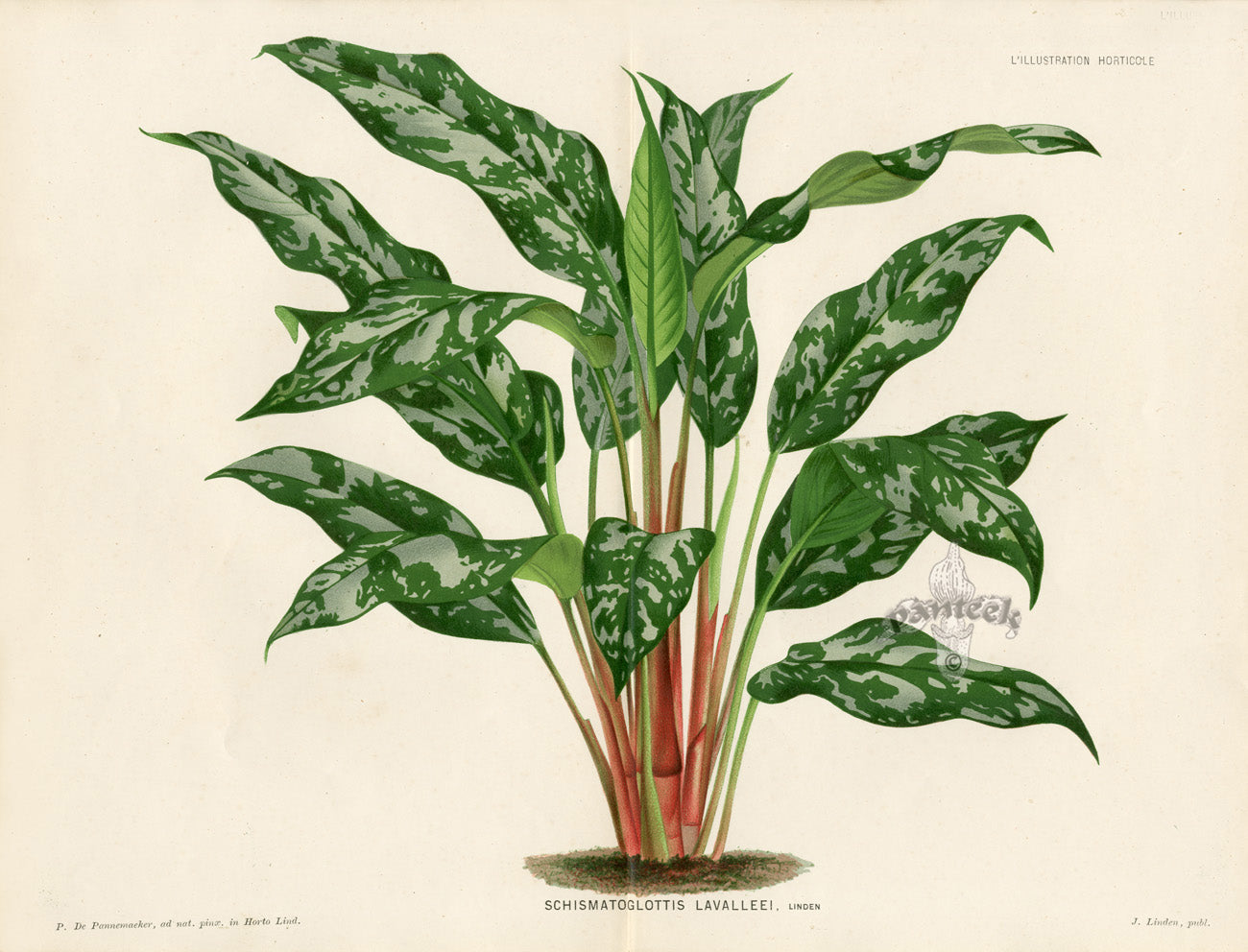 Lemaire Chromolithograph 1851 Schismatoglottis