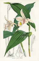 Lemaire Chromolithograph 1851 Sobralia sessilis - Panteek Antique Prints