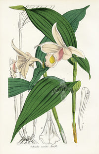 Lemaire Chromolithograph 1851 Sobralia sessilis - Panteek Antique Prints
